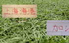 足协杯8强 CCTV5直播两场 ！海港能否延续2023年以来都有冠军势头 就看这场